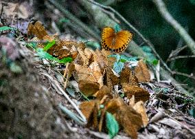 CHINA-YUNNAN-BUTTERFLY-BOOM (CN)