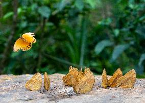 CHINA-YUNNAN-BUTTERFLY-BOOM (CN)