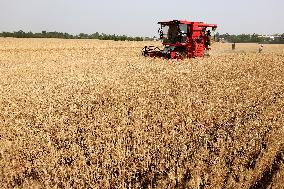 China Agriculture Harvest