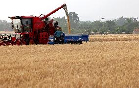 China Agriculture Harvest