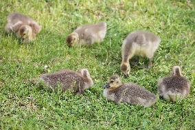 Canada Geese And Goslings