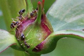 Ants On The Bud Of The Flower Of A Peony Plant