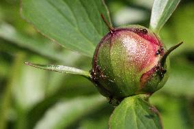 Ants On The Bud Of The Flower Of A Peony Plant