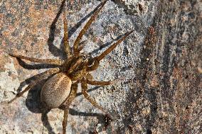 Wolf Spider