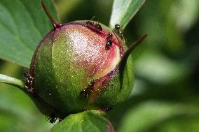 Ants On The Bud Of The Flower Of A Peony Plant