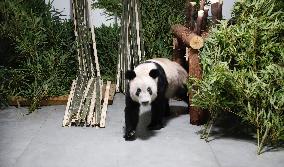 CHINA-BEIJING-GIANT PANDA-YA YA (CN)
