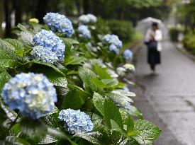 Rainy season begins in parts of Japan