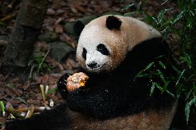 CHINA-SICHUAN-CHENGDU-GIANT PANDA-MEI LAN-SEVENTH BIRTHDAY (CN)