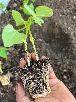 Planting And Gardening In Toronto