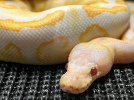 Specially Bred Female Ball Python