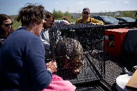 Wildfire Forces Thousands To Evacuate - Eastern Canada