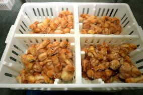 Breeding Intelligence