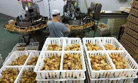 Breeding Intelligence