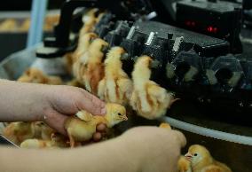 Breeding Intelligence