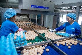 Poultry And Egg Industry In China