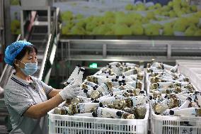 China Agricultural Processing Industry