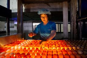 Poultry And Egg Industry In China