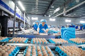 Poultry And Egg Industry In China