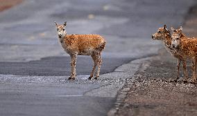 CHINA-QINGHAI-TIBETAN ANTELOPES (CN)