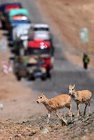 CHINA-QINGHAI-TIBETAN ANTELOPES (CN)