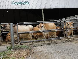 Dairy Farming At PT Greenfields Indonesia