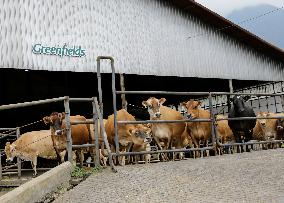 Dairy Farming At PT Greenfields Indonesia