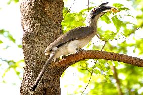 Indian Grey Hornbill