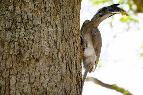 Indian Grey Hornbill