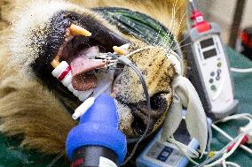 Medical Examination Of Lion In Jordan
