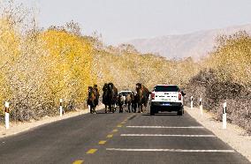 CHINA-XINJIANG-UTE PRINCE (CN)