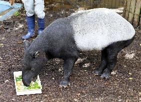Malayan tapir in Fukuoka