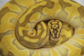 Specially Bred Ball Python