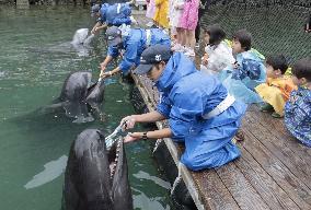 Whales' teeth brushed in western Japan