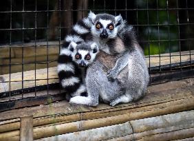 New Birth Of Baby Lemurs Madagascar In Indonesian Zoo