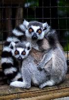 New Birth Of Baby Lemurs Madagascar In Indonesian Zoo