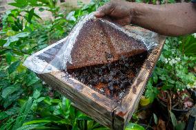 Klanceng Honey Cultivation