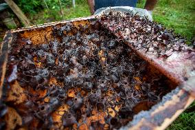 Klanceng Honey Cultivation