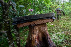 Klanceng Honey Cultivation