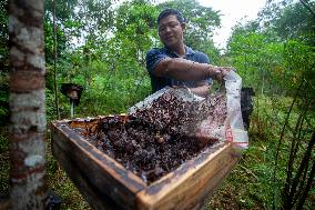 Klanceng Honey Cultivation