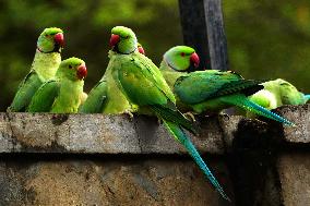 A Flock Of Parakeets Feed On Grains - Ajmer