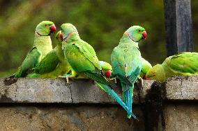 A Flock Of Parakeets Feed On Grains - Ajmer