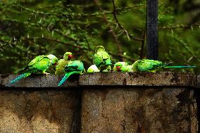 A Flock Of Parakeets Feed On Grains - Ajmer