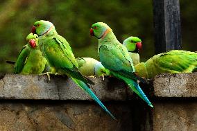 A Flock Of Parakeets Feed On Grains - Ajmer