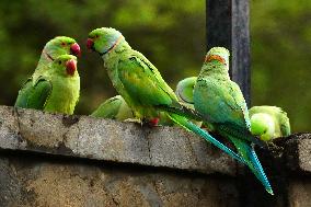 A Flock Of Parakeets Feed On Grains - Ajmer