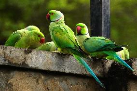 A Flock Of Parakeets Feed On Grains - Ajmer