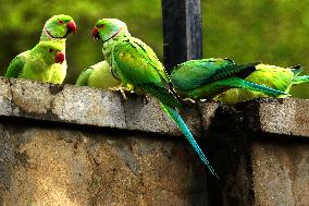 A Flock Of Parakeets Feed On Grains - Ajmer