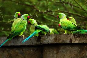 A Flock Of Parakeets Feed On Grains - Ajmer