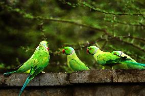 A Flock Of Parakeets Feed On Grains - Ajmer