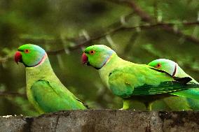 A Flock Of Parakeets Feed On Grains - Ajmer