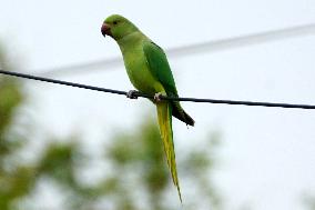 A Flock Of Parakeets Feed On Grains - Ajmer